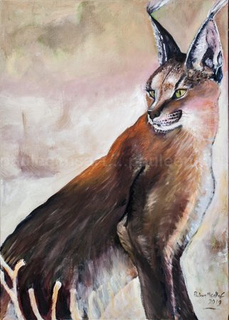 Caracal Cat